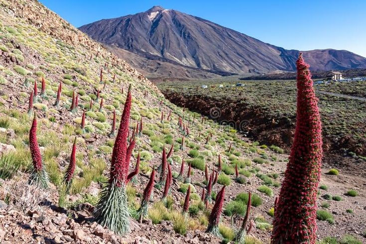  Hệ sinh thái đặc hữu thích nghi với môi trường khắc nghiệt. Nhiều loài thực vật như hoa tajinaste đỏ chỉ tồn tại ở Teide, có khả năng chịu lạnh, khô hạn và bức xạ mạnh ở độ cao lớn. Ảnh: Pinterest.