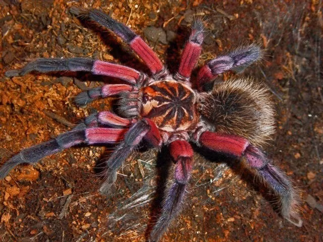  Vũ khí nanh độc. Tarantula sở hữu cặp nanh lớn chứa nọc độc, nhưng với con người, nọc của chúng thường chỉ gây đau và sưng nhẹ. Ảnh: Pinterest.