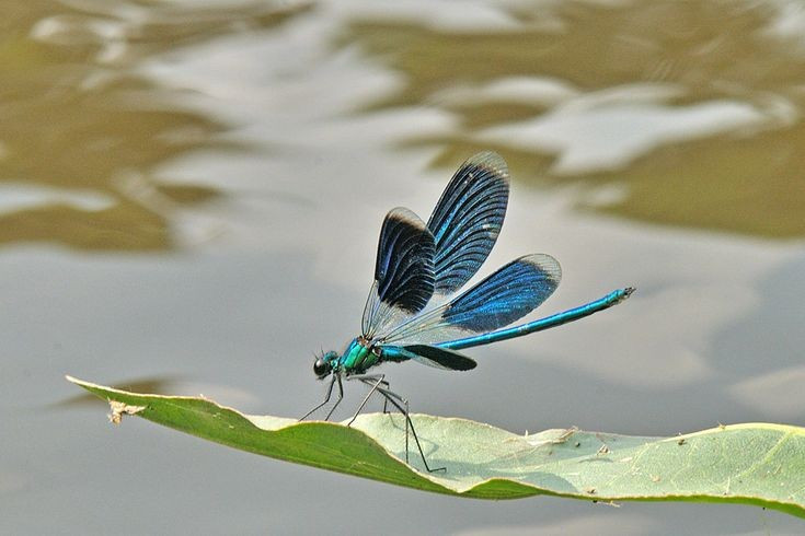  Thường gắn liền với môi trường nước sạch. Chuồn chuồn kim thường sinh sống gần suối, ao hồ và đầm lầy có nước khá sạch. Vì vậy, sự xuất hiện của chúng thường được xem như dấu hiệu cho thấy môi trường nước còn tương đối lành mạnh. Ảnh: Pinterest.