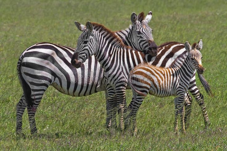  Không có lịch sử chọn lọc lâu dài. Khác với ngựa được con người chọn lọc qua hàng nghìn năm, ngựa vằn chưa từng trải qua quá trình lai tạo có hệ thống nhằm làm giảm tính hung hăng và tăng khả năng phục tùng. Ảnh: Pinterest.