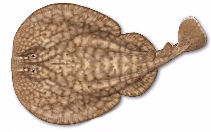  Sử dụng điện để săn mồi hiệu quả. Cú phóng điện bất ngờ làm tê liệt cá và động vật không xương sống sống dưới đáy biển, giúp cá đuối dễ dàng bắt mồi. Ảnh: Pinterest.