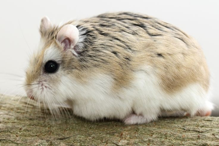  Đào hang rất sâu và phức tạp. Hệ thống hang của chúng có thể sâu hơn 1 mét, gồm nhiều buồng ngủ, buồng tích trữ thức ăn và đường thoát hiểm phụ để tránh thú săn mồi. Ảnh: Pinterest.