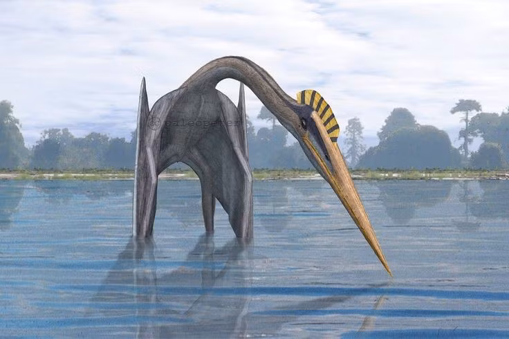  Gây tranh cãi về khả năng bay. Một số nhà khoa học cho rằng với kích thước khổng lồ, Hatzegopteryx chỉ có thể bay quãng ngắn hoặc cất cánh nhờ gió mạnh. Ảnh: Pinterest.