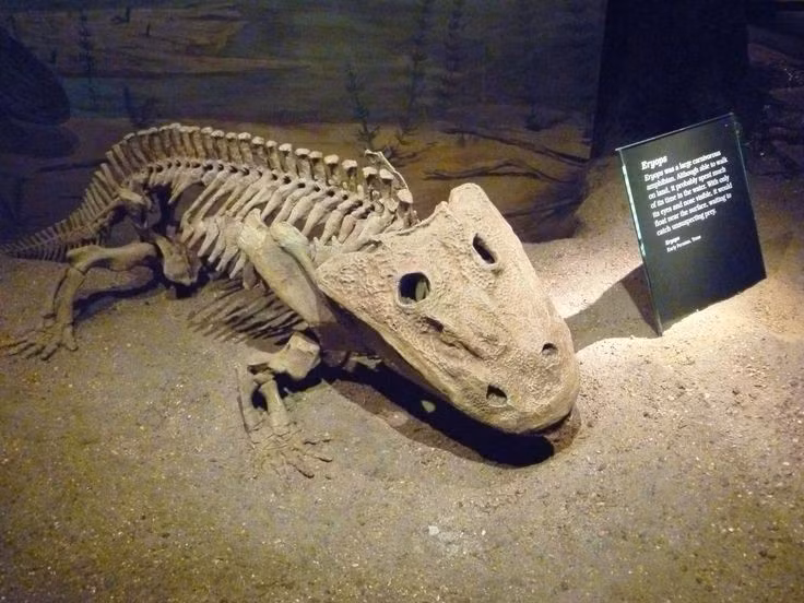  5. Có hộp sọ to, dẹt và mắt đặt cao. Đặc điểm này giúp nó dễ quan sát khi nằm im dưới nước để rình mồi mà không để lộ toàn bộ cơ thể. Ảnh: Pinterest.