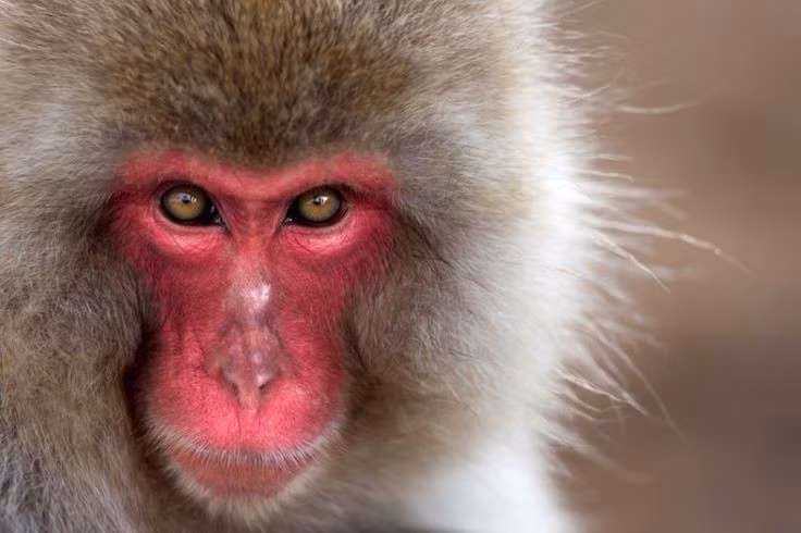  Chế độ ăn linh hoạt theo mùa. Vào mùa hè, chúng ăn trái cây, lá cây và côn trùng; mùa đông khắc nghiệt buộc khỉ tuyết chuyển sang vỏ cây, chồi non và rễ thực vật để tồn tại. Ảnh: Pinterest.