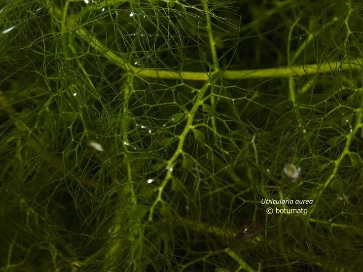  6. Tồn tại nhờ khả năng tiêu hóa động vật. Do thiếu dinh dưỡng từ đất, loài cây này bù đắp bằng cách phân giải con mồi để lấy nitơ và phốt pho. Ảnh: Pinterest.