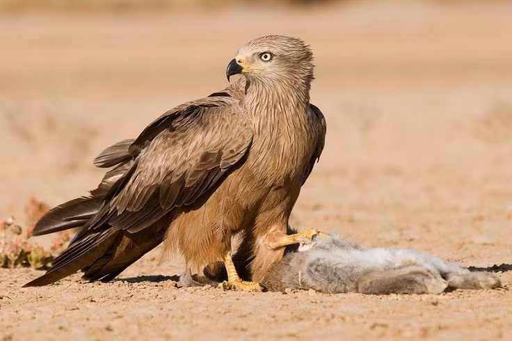  8. Là biểu tượng trong nhiều nền văn hóa. Diều hâu không chỉ xuất hiện trong truyền thuyết, tín ngưỡng mà còn là hình ảnh quen thuộc trong nghệ thuật, đại diện cho sự quan sát, trí tuệ và tự do. Ảnh: Pinterest.