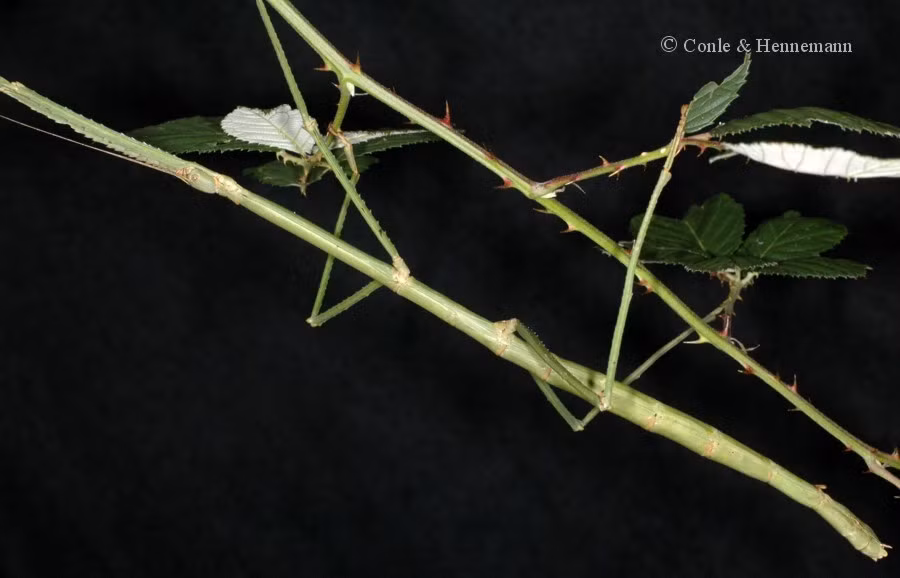  1. Là loài côn trùng dài nhất hành tinh. Bọ que khổng lồ có thể dài tới 55 cm nếu tính cả chân, khiến nó trở thành loài côn trùng dài nhất từng được ghi nhận trên thế giới. Ảnh: phasmatodea.com.