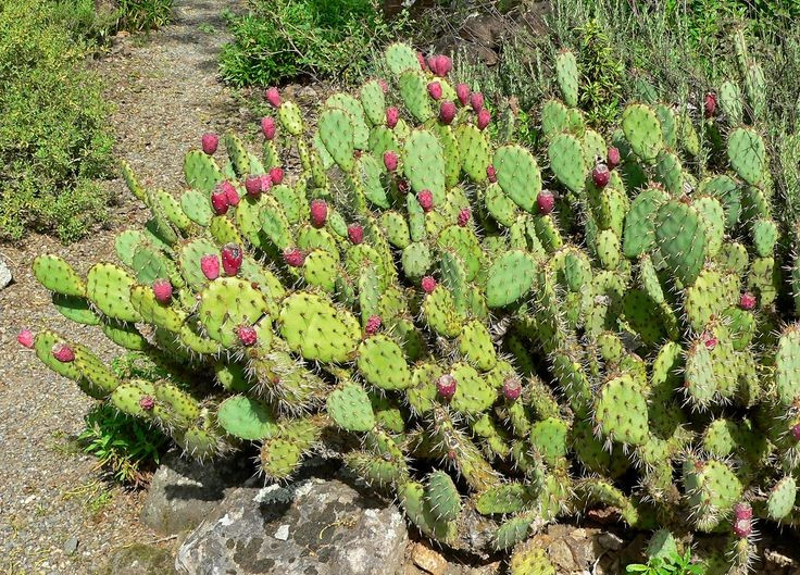  Có nguồn gốc ở châu Mỹ. Họ xương rồng (Cactaceae) có nguồn gốc tự nhiên tại châu Mỹ, từ Canada đến Patagonia, với trung tâm đa dạng nhất là Mexico. Tất cả những loài xương rồng xuất hiện ở khu vực khác đều là do con người mang đến. Ảnh: Pinterest.