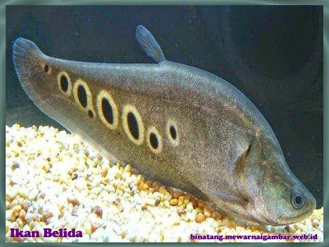  Có khả năng hô hấp bổ trợ. Loài cá này có thể hấp thụ oxy trực tiếp từ không khí ở mức độ nhất định, giúp chúng sống sót trong môi trường nước nghèo oxy vào mùa khô. Ảnh: Pinterest.