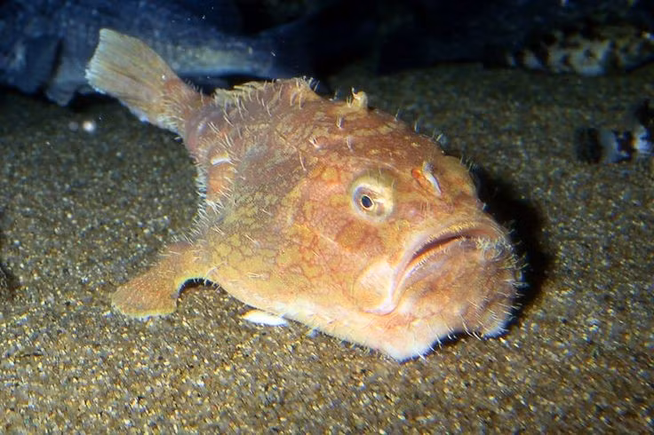  “Chiếc quan tài sống” của đại dương sâu thẳm. Chaunax endeavouri thường được gọi là cá quan tài vì thân hình vuông vức, phình to như một chiếc hộp. Hình dáng này giúp chúng trông như một “khối đá sống” giữa đáy biển. Ảnh: Pinterest.