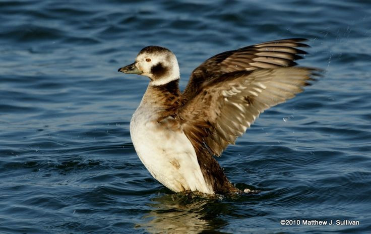  Bộ lông thay đổi theo mùa rất rõ rệt. Con trống của vịt lặn đuôi dài trải qua nhiều giai đoạn thay lông trong năm. Vào mùa đông, chúng có bộ lông chủ yếu trắng và đen tương phản rõ rệt, trong khi mùa hè lại mang màu nâu sẫm và ít tương phản hơn. Ảnh: Pinterest.