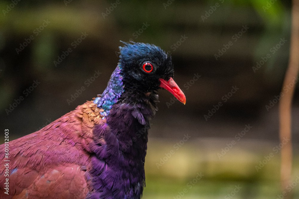  Đang chịu sức ép từ săn bắt và mất rừng. Bồ câu gà lôi bị đe dọa bởi nạn săn bắt và suy giảm môi trường sống, khiến loài chim đặc biệt này cần được chú trọng bảo tồn hơn. Ảnh: ftcdn.net.