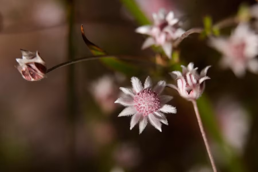 Điều đặc biệt, loài hoa này không phải lúc nào cũng xuất hiện, bởi hạt của chúng có thể "nằm im" trong nhiều thập kỷ chờ thời điểm thích hợp mới nảy mầm.