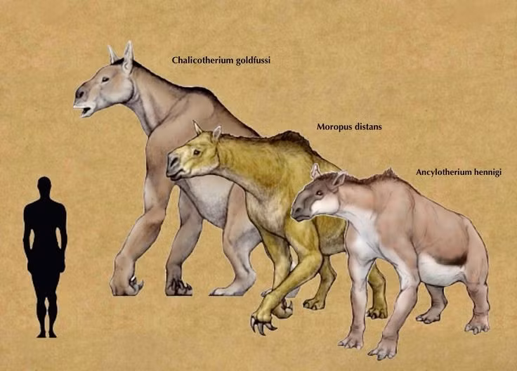  Moropus là loài ăn thực vật hiền lành. Chúng dùng vuốt để kéo cành cây xuống, ăn lá non và trái cây mềm. Ảnh: Pinterest.