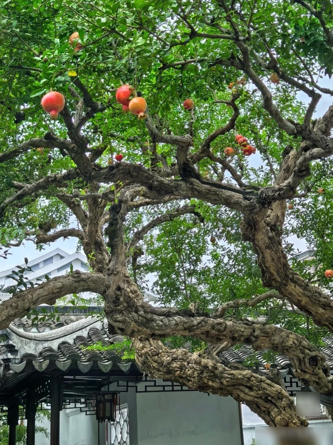 Ý nghĩa văn hóa lâu đời của cây lựu: Người xưa coi cây lựu là biểu tượng cát tường, thường tặng nhau dịp lễ Tết để cầu may mắn, xua đuổi tà khí, mang lại hòa khí cho gia đình.