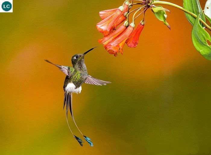  Đóng vai trò thụ phấn quan trọng. Khi hút mật, phấn hoa bám lên mỏ và đầu chim ruồi, giúp thụ phấn cho nhiều loài thực vật đặc hữu ở châu Mỹ. Ảnh: Pinterest.