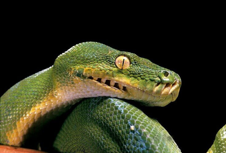  Hố cảm nhiệt cực kỳ nhạy bén. Trăn cây xanh sở hữu các hố cảm nhiệt dọc theo môi, cho phép chúng phát hiện động vật máu nóng ngay cả trong bóng tối hoàn toàn. Ảnh: Pinterest.