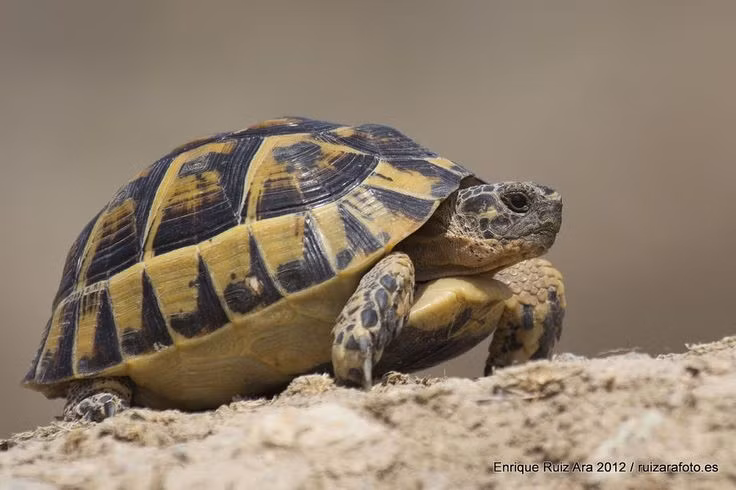  Đang bị đe dọa do buôn bán trái phép. Việc thu gom rùa làm thú cảnh khiến số lượng loài này giảm mạnh ở nhiều khu vực Địa Trung Hải. Ảnh: Pinterest.