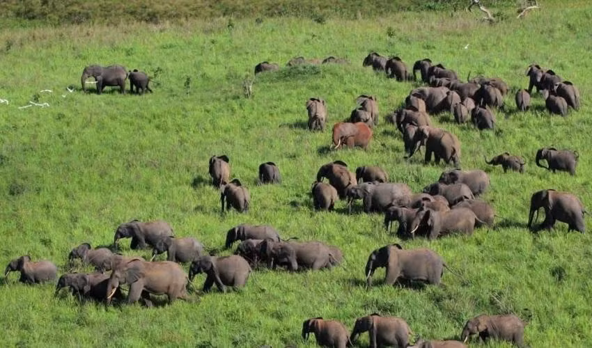  Garamba từng chịu nạn săn trộm nghiêm trọng. Hàng nghìn con voi và tê giác bị giết tại khu vực này trong thập niên 1980–2000. Ảnh: congosafaristours.com.