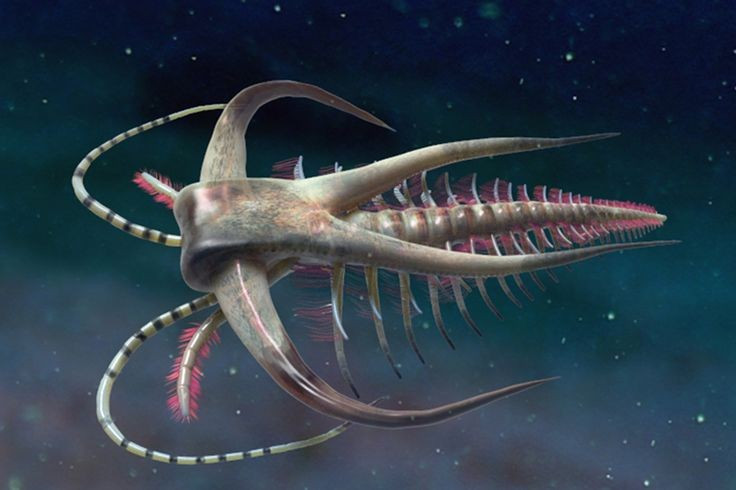  Marrella – hóa thạch phổ biến nhưng khó hiểu. Dù rất phong phú trong trầm tích, Marrella có cấu trúc đầu và phần phụ khác thường, không hoàn toàn giống bất kỳ nhóm động vật hiện đại nào. Ảnh: Pinterest.