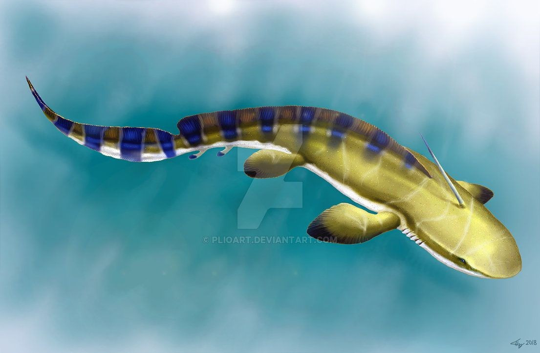  Răng hình chữ V đặc trưng. Cấu trúc răng đặc biệt giúp chúng nghiền nát vỏ giáp xác hoặc con mồi có mai cứng. Ảnh: Pinterest.