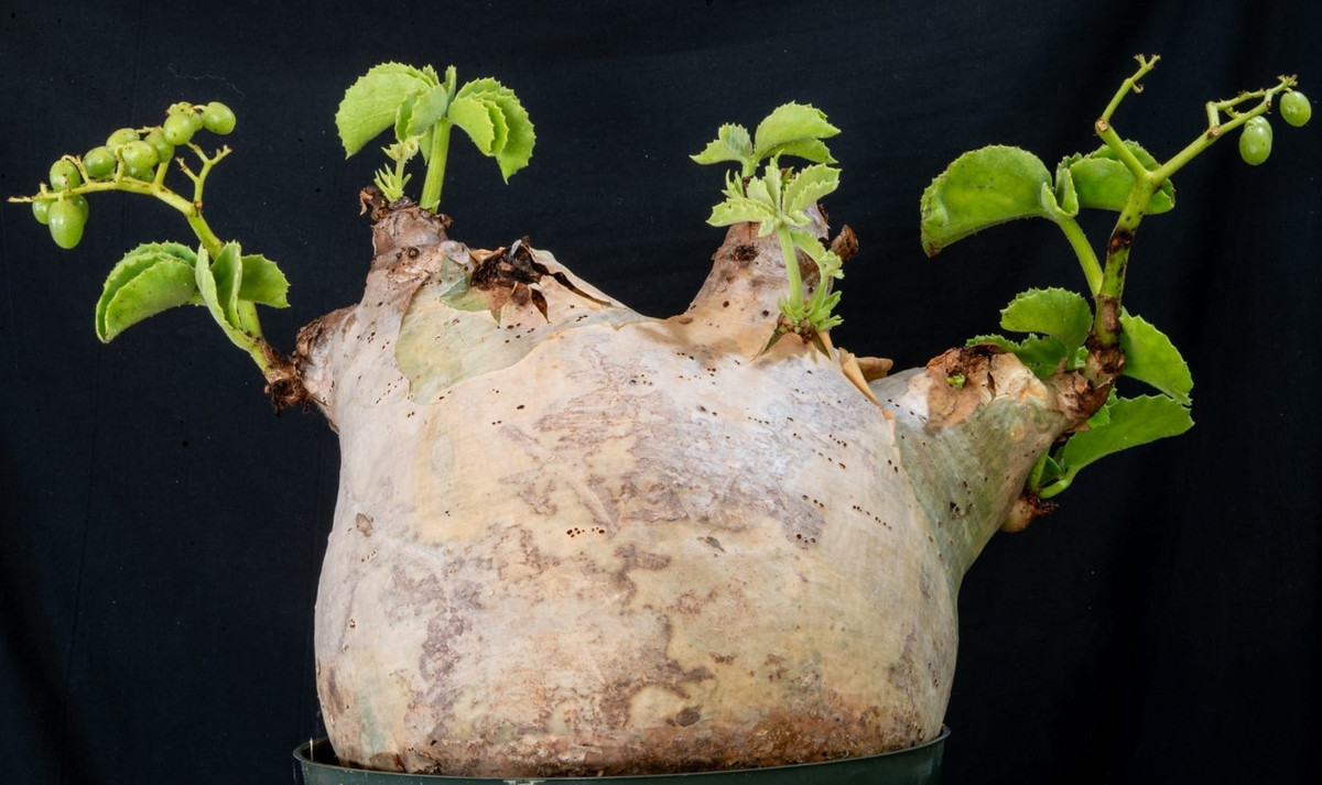 Điểm gây ấn tượng mạnh nhất là phần thân hình củ hành khổng lồ, có thể đạt đường kính tới 60 cm. Cành cây mọc phân nhánh nhiều lần, trông giống như “quái thú nhiều chân” nằm phơi nắng, tạo hình dáng vừa kỳ quái vừa thu hút.