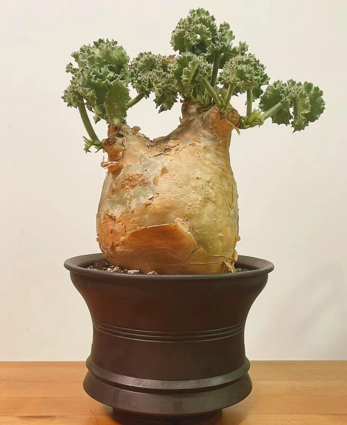 Trồng hoa, cây cảnh là thú vui tao nhã của nhiều người. Phần lớn sẽ chọn những loại cây phổ biến, dễ trồng, giá cả hợp lý. Tuy nhiên, giới nhà giàu lại chuộng cây cảnh độc lạ, quý hiếm và đắt đỏ để thể hiện đẳng cấp.