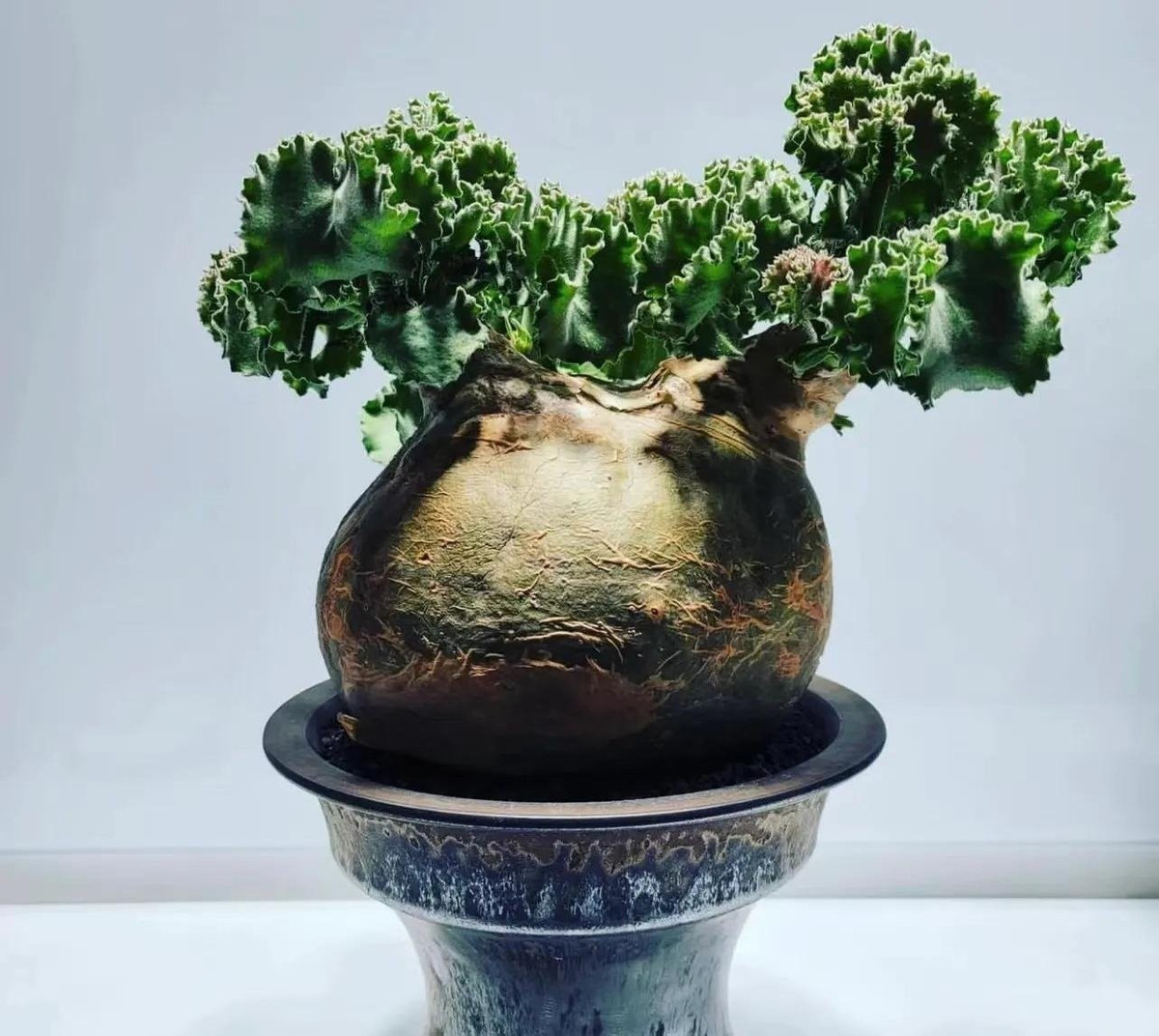 Một trong những loài cây gây chú ý nhất hiện nay là cây nho Angola (Cyphostemma uter) – loại cây cảnh vừa xấu xí, kỳ dị nhưng lại cực kỳ đắt giá, được giới sưu tầm săn lùng.