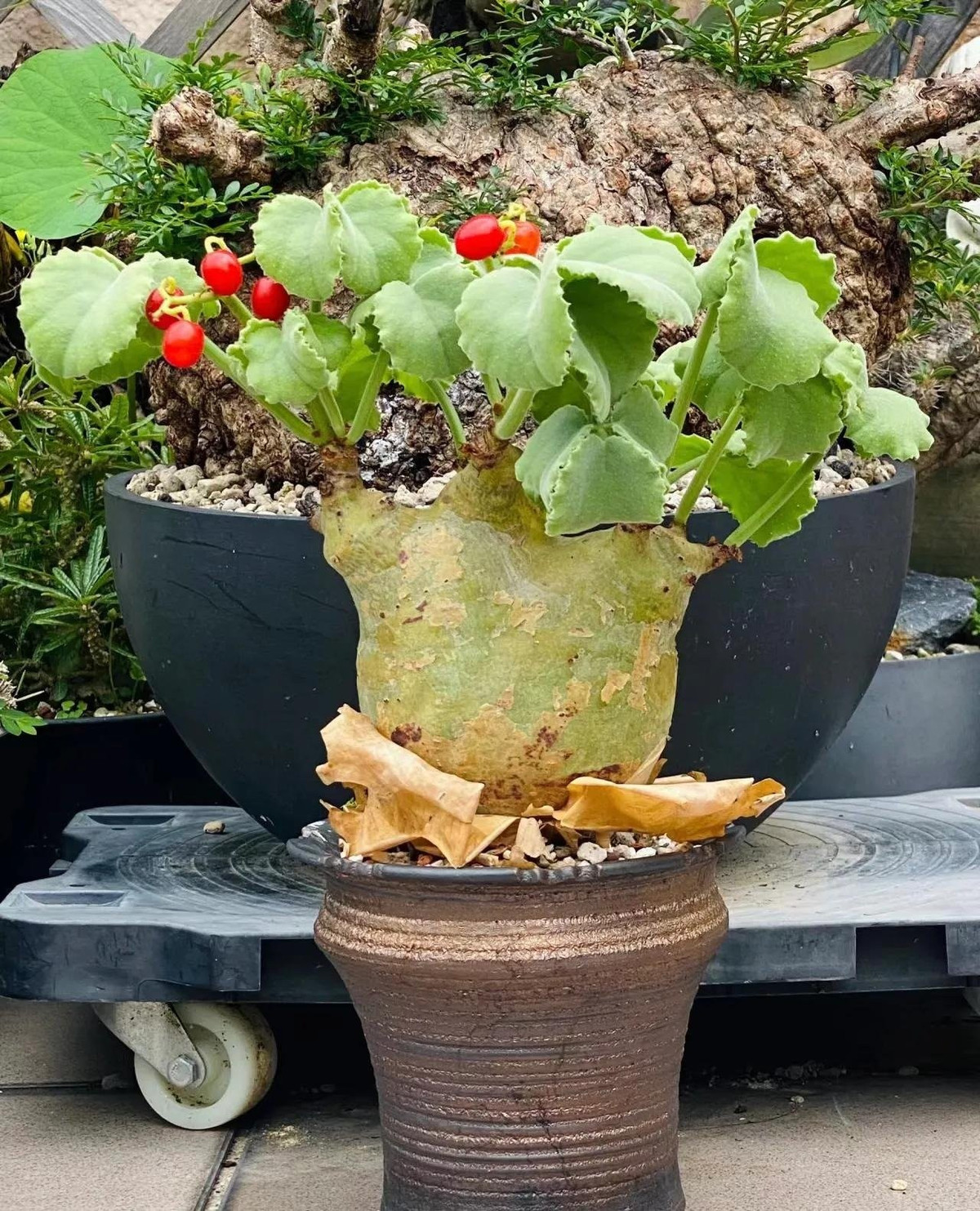 Lá cây xanh đậm, mọc dày ở đầu cành, mép lá gợn sóng. Vào mùa hè, cây ra hoa vàng lục và kết quả mọng đỏ tươi trông như nho thật. Tuy nhiên, quả này có độc và chứa tinh thể dễ gây kích ứng miệng, không thể ăn.