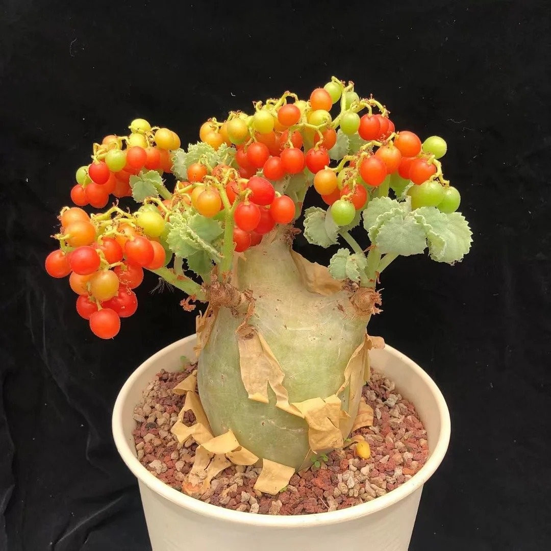 Nho Angola có nguồn gốc từ Angola và Namibia, thuộc họ Nho (Vitaceae). Loài cây mọng nước này nổi bật với thân phình to, vỏ bong tróc thành từng mảng, tạo nên dáng vẻ thô ráp nhưng độc đáo hiếm có.