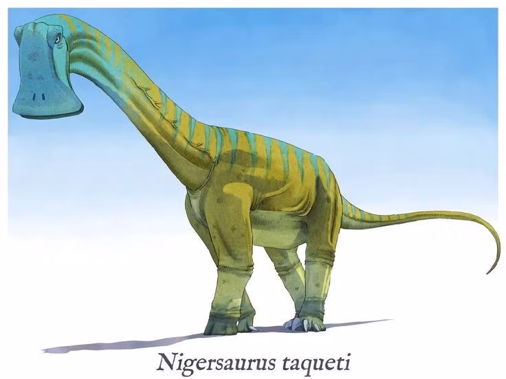  Loài này sở hữu chiếc đầu cực kỳ nhẹ và mỏng manh. Hộp sọ của Nigersaurus được cấu tạo từ các xương rất mảnh, đến mức nhiều phần gần như trong suốt khi hóa thạch. Ảnh: Pinterest.