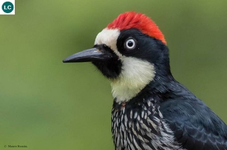  Sọ não được “chống sốc” tự nhiên. Mỗi ngày chim gõ kiến có thể gõ hàng nghìn lần mà không bị chấn thương não. Điều này nhờ cấu trúc xương sọ xốp, cơ cổ khỏe và hộp sọ ôm sát não, giúp hấp thụ và phân tán lực va chạm. Ảnh: Pinterest.