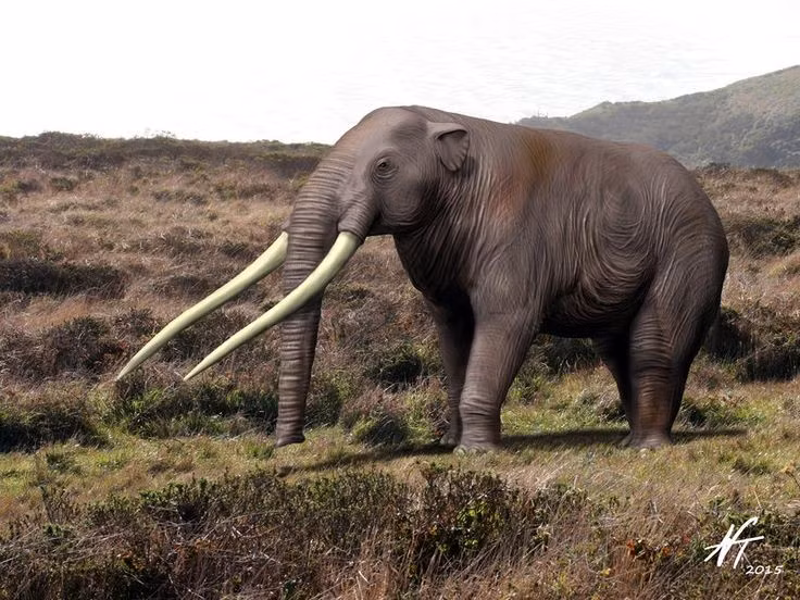  Không phải là tổ tiên trực tiếp của voi hiện đại. Dù có họ hàng, Anancus thuộc nhóm gomphotheres – một nhánh riêng của voi cổ, đã tách ra khỏi dòng tiến hóa của voi ngày nay. Ảnh: Pinterest.