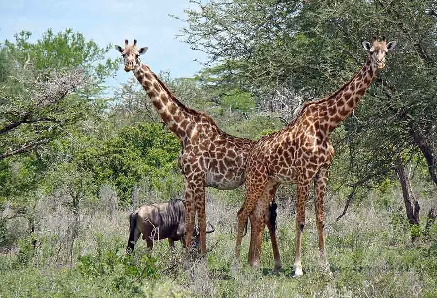  Được UNESCO công nhận là Di sản Thế giới. Năm 1982, Selous được UNESCO ghi danh nhờ giá trị sinh thái và đa dạng sinh học nổi bật. Tuy nhiên, khu bảo tồn cũng từng bị đưa vào danh sách Di sản Thế giới bị đe dọa do nạn săn trộm và hoạt động khai thác. Ảnh: safariavventura.com.