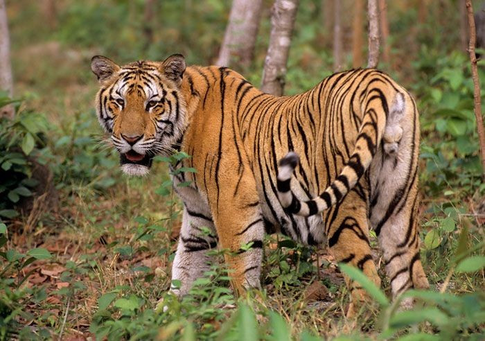  4. Là động vật đơn độc và có lãnh thổ rộng. Mỗi cá thể hổ thường kiểm soát một vùng lãnh thổ lớn, đánh dấu bằng mùi và vết cào để xua đuổi kẻ xâm nhập, đặc biệt là các con đực khác giới. Ảnh: Pinterest.