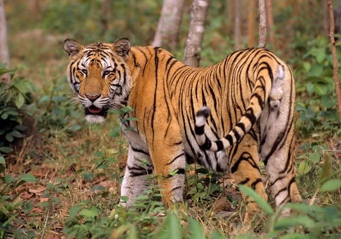  4. Là động vật đơn độc và có lãnh thổ rộng. Mỗi cá thể hổ thường kiểm soát một vùng lãnh thổ lớn, đánh dấu bằng mùi và vết cào để xua đuổi kẻ xâm nhập, đặc biệt là các con đực khác giới. Ảnh: Pinterest.