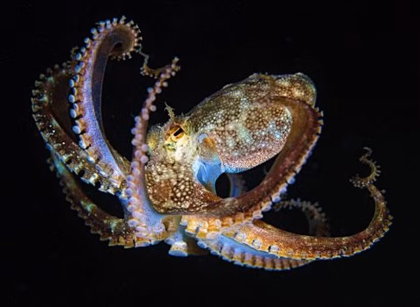 Trong tất cả các loài sinh vật biển, bạch tuộc được xếp loại là loài động vật thông minh nhất. Chúng sở hữu khoảng 500 triệu tế bào thần kinh, hơn 2/3 trong số đó nằm trong các xúc tu và cơ thể của chúng. Bạch tuộc được cho là có 9 bộ não, một bộ não hình chiếc bánh rán trong đầu và 8 bộ "não nhỏ" khác nằm trong mỗi xúc tu.