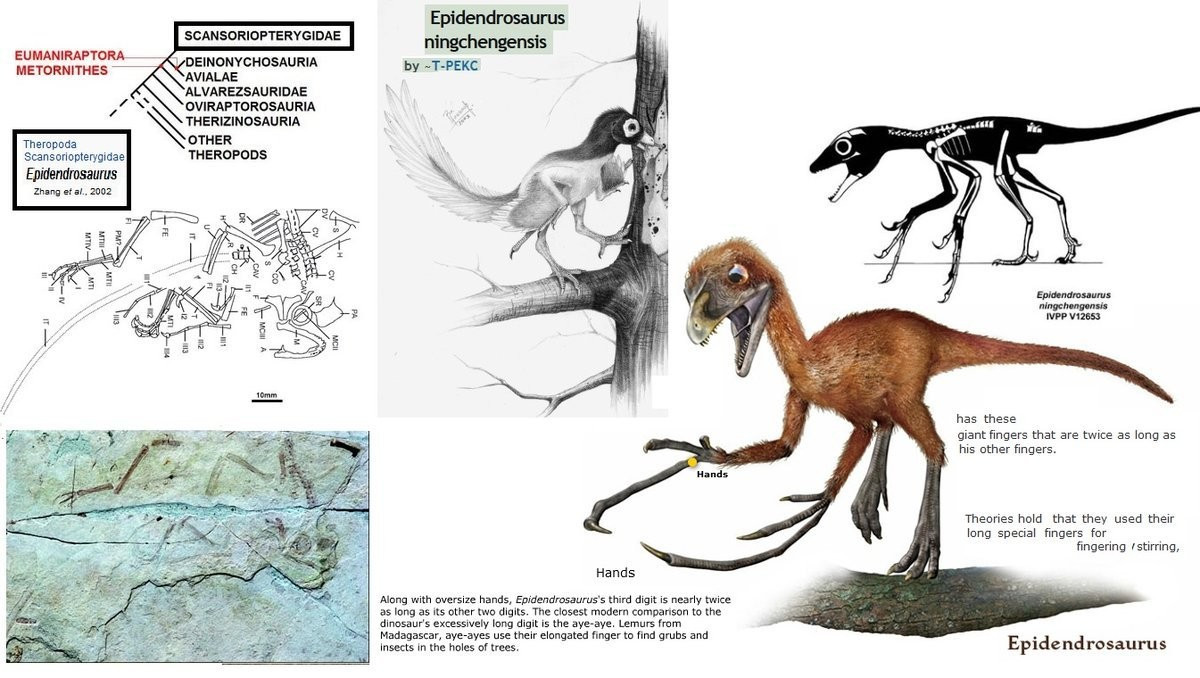  Hóa thạch được phát hiện ở Trung Quốc. Mẫu vật Epidendrosaurus được tìm thấy tại các tầng đá kỷ Jura ở Liêu Ninh, khu vực nổi tiếng với hóa thạch bảo tồn chi tiết. Ảnh: tumblr.com.