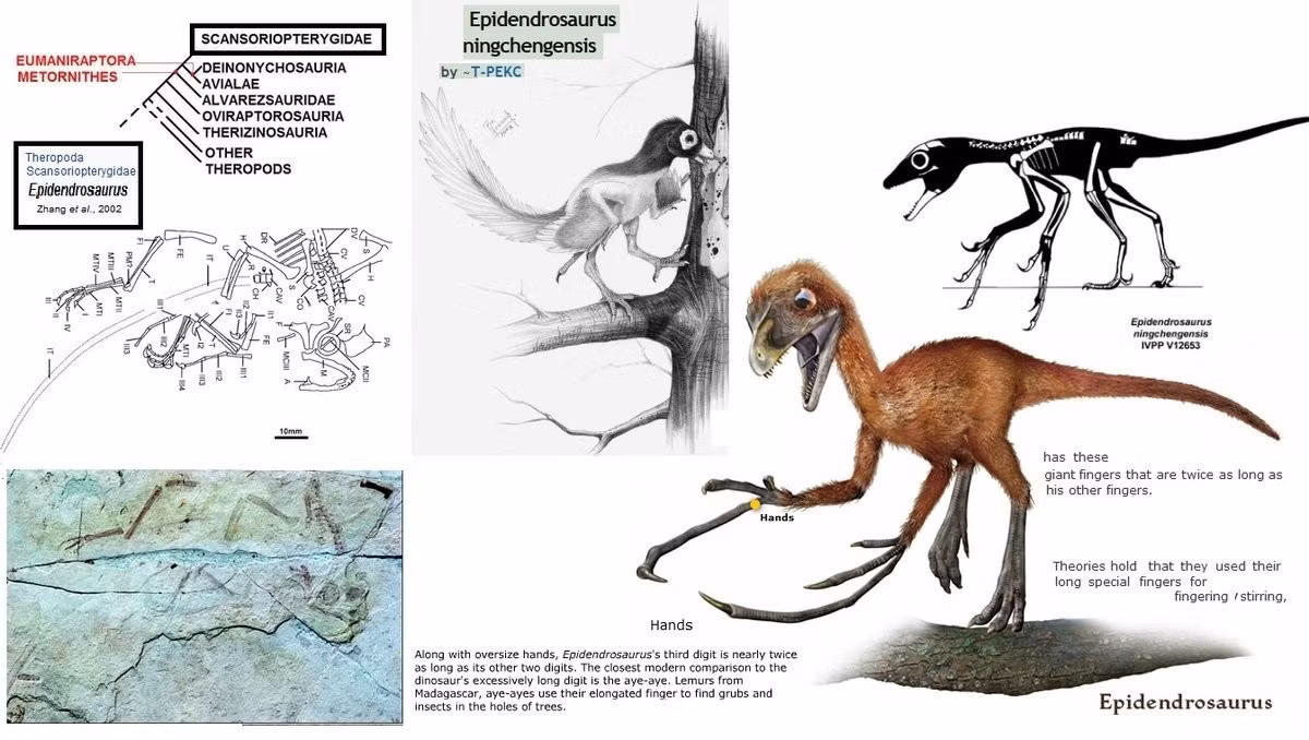  Hóa thạch được phát hiện ở Trung Quốc. Mẫu vật Epidendrosaurus được tìm thấy tại các tầng đá kỷ Jura ở Liêu Ninh, khu vực nổi tiếng với hóa thạch bảo tồn chi tiết. Ảnh: tumblr.com.