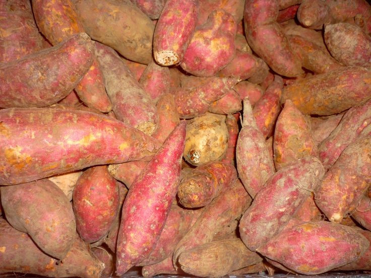  Đóng vai trò quan trọng trong an ninh lương thực toàn cầu. Với năng suất cao và chi phí trồng thấp, khoai lang là cây trồng chiến lược giúp giảm đói nghèo và cải thiện dinh dưỡng tại nhiều vùng đang phát triển. Ảnh: Pinterest.