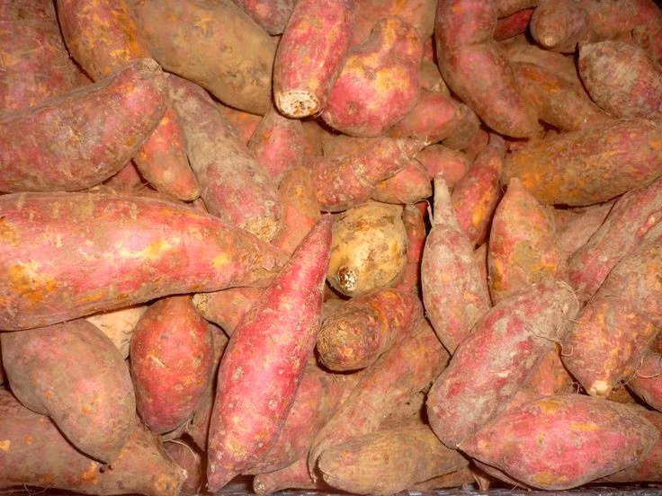  Đóng vai trò quan trọng trong an ninh lương thực toàn cầu. Với năng suất cao và chi phí trồng thấp, khoai lang là cây trồng chiến lược giúp giảm đói nghèo và cải thiện dinh dưỡng tại nhiều vùng đang phát triển. Ảnh: Pinterest.