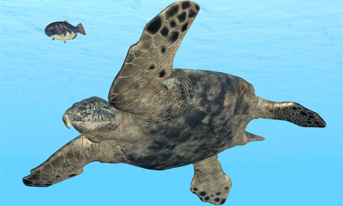  Chúng di chuyển chậm trên cạn. Mặc dù mạnh mẽ dưới nước, Archelon khá vụng về khi lên bờ đẻ trứng. Ảnh: a-z-animals.com.