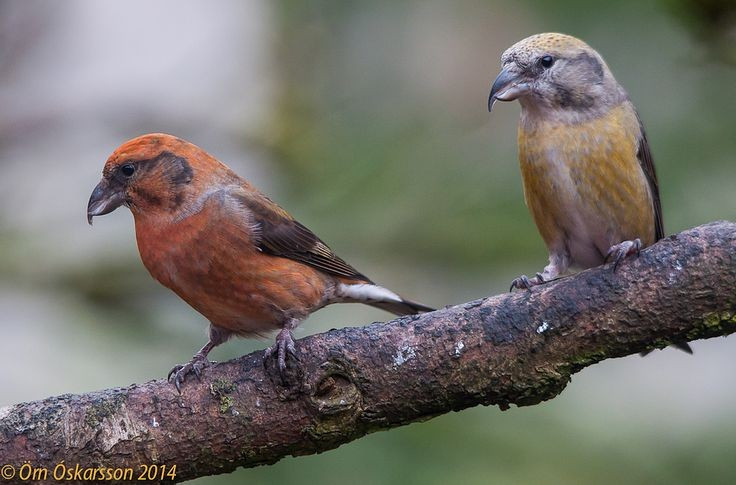  Màu lông của chim mỏ chéo thay đổi theo giới tính và độ tuổi. Con trống thường có màu đỏ gạch hoặc cam, trong khi con mái và chim non mang sắc xanh lục hoặc vàng xỉn, giúp chúng ngụy trang tốt trong tán rừng. Ảnh: Pinterest.