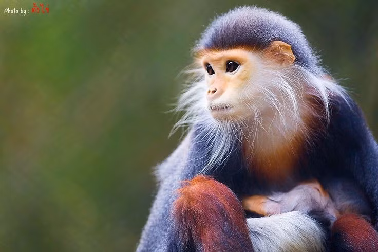  2. Tên gọi "chân đỏ" xuất phát từ đặc điểm nổi bật của chúng. Phần chân dưới đầu gối của loài này có màu hung đỏ rất dễ nhận biết, là điểm đặc trưng để phân biệt với các loài chà vá khác. Ảnh: Pinterest.