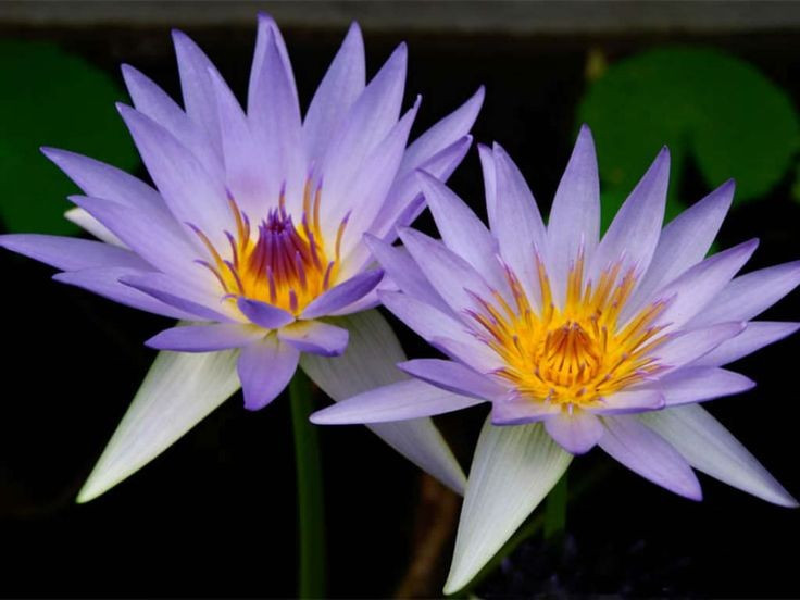  Chi Nymphaea phân bố rộng khắp các châu lục. Từ ao hồ châu Âu, sông ngòi châu Phi đến đầm lầy nhiệt đới châu Á và châu Mỹ, hoa súng có thể sinh trưởng trong nhiều điều kiện khí hậu khác nhau. Ảnh: Pinterest.