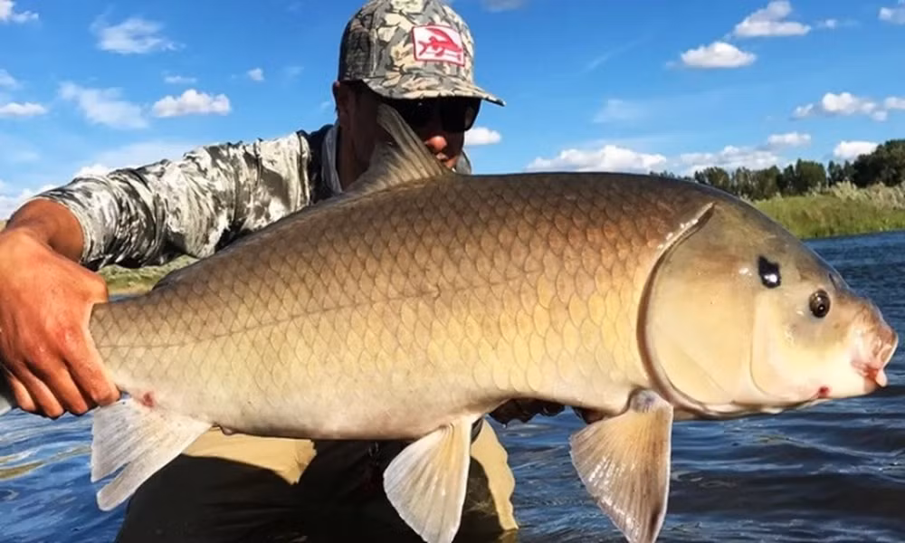 Khám phá này mang tới nhiều bất ngờ bởi các chuyên gia cho rằng "không có nhiều loài cá nước ngọt trên thế giới có thể đạt tuổi thọ như vậy".