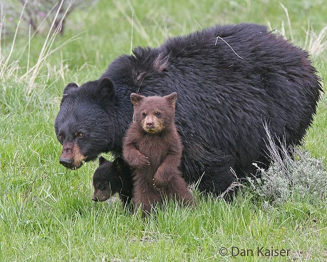  Chế độ ăn cực kỳ linh hoạt. Gấu đen là loài ăn tạp, khẩu phần gồm quả mọng, hạt, rễ cây, côn trùng, cá, xác động vật và đôi khi là động vật nhỏ, giúp chúng dễ dàng thích nghi với nhiều môi trường khác nhau. Ảnh: Pinterest.