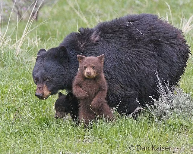  Chế độ ăn cực kỳ linh hoạt. Gấu đen là loài ăn tạp, khẩu phần gồm quả mọng, hạt, rễ cây, côn trùng, cá, xác động vật và đôi khi là động vật nhỏ, giúp chúng dễ dàng thích nghi với nhiều môi trường khác nhau. Ảnh: Pinterest.