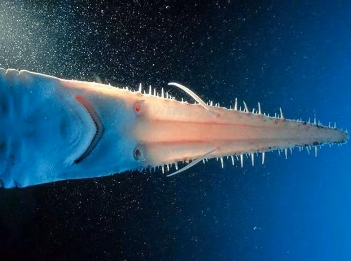  Khả năng tái tạo răng trên mõm. Các “răng cưa” không gắn cố định vĩnh viễn; nếu bị gãy, chúng có thể được thay thế dần theo quá trình sinh trưởng. Ảnh: Pinterest.